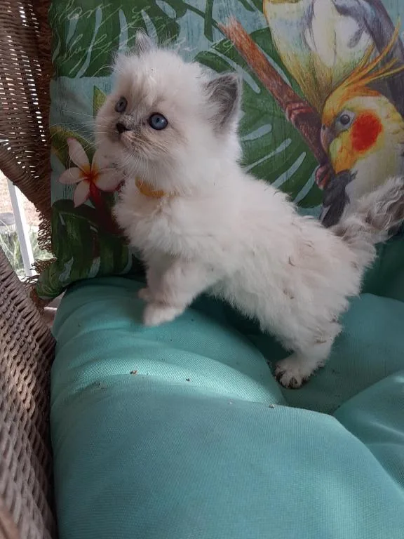 Ragdoll kittens looking to go to foreve homes.