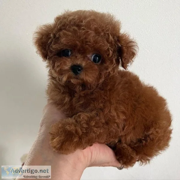 Gorgeous Toy Poodle Puppies for Adoption