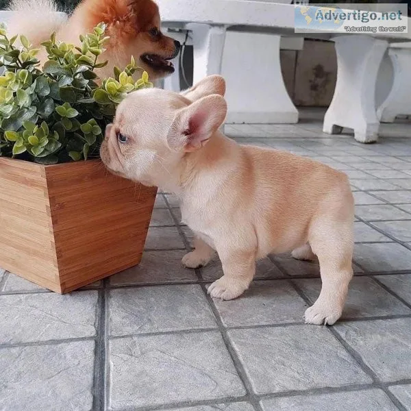 Family French Bulldog Puppy Ready