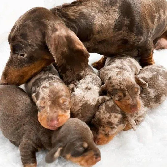 Dachshund Puppies