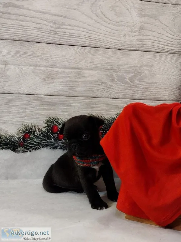 Tiny Bugg Puppies