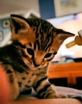 baby bengal kittens