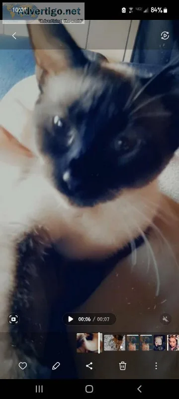 Female siamese kitten
