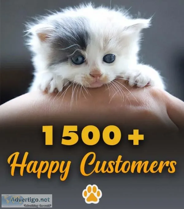 Persian Cat Price in India