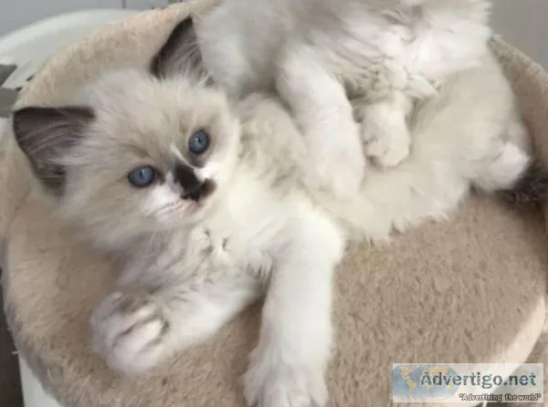 Ragdoll Kittens available