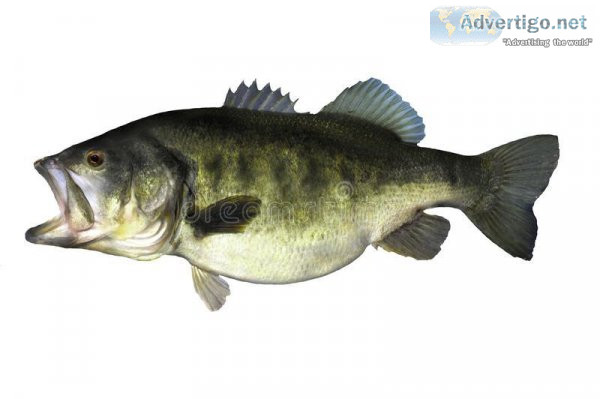 BEST SEASON FOR BASS