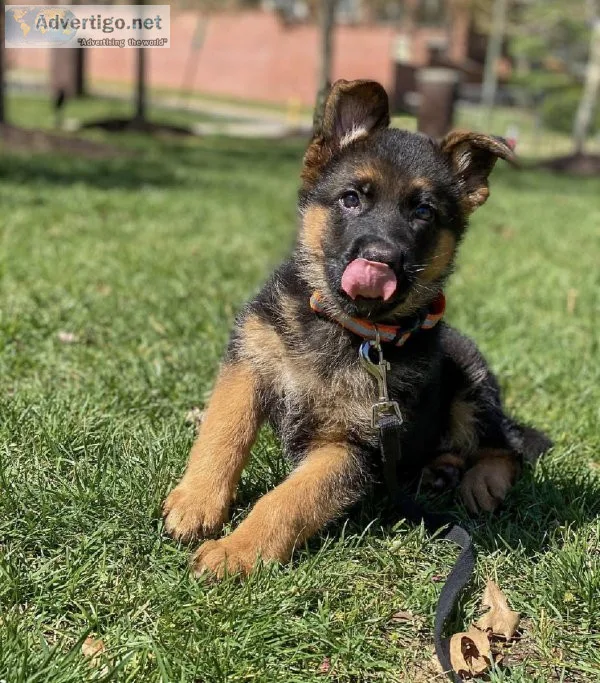 German shepherd puppies( Christmas discount )