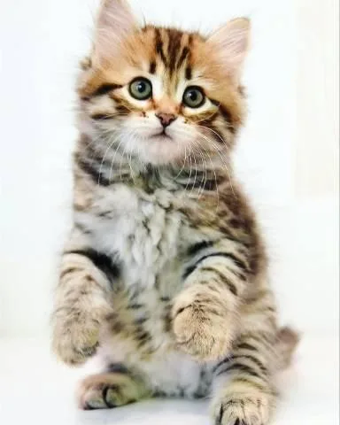siberian kittens for sale