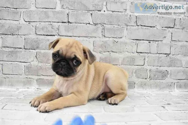 Cute pug puppies