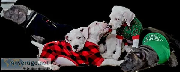 Dogo Argentinos