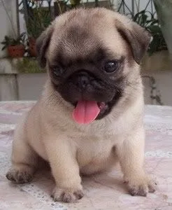 Cute pug puppies