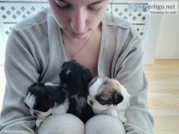I have 3 gorgeous little shih tzu puppies
