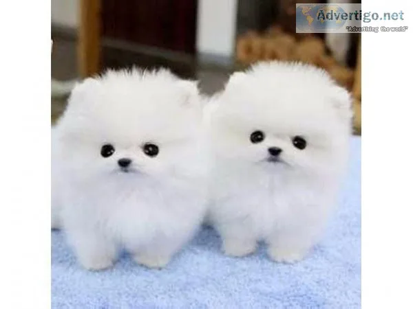 Available Pomeranian Puppies.Text 17193458293