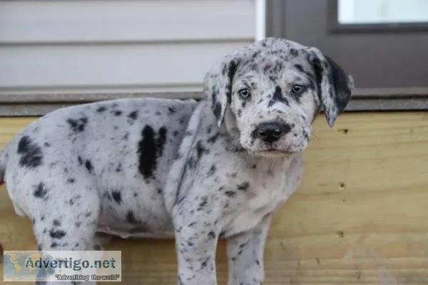 Chew AKC Female Great Dane