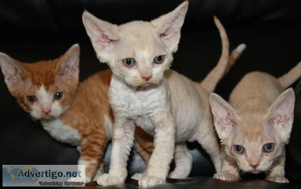 TYJTRFV GFHJG Devon Rex kittens