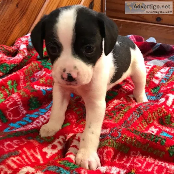 Flynn Christmas Queen Elizabeth Pocket Beagle