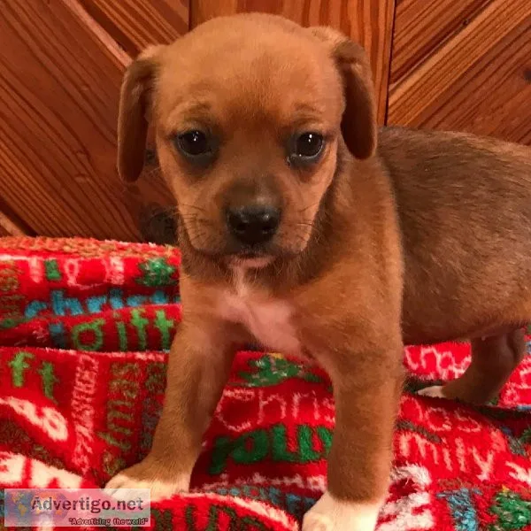 Kenya Christmas Queen Elizabeth Pocket Beagle