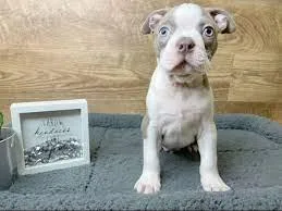 Boston Terrier Puppies