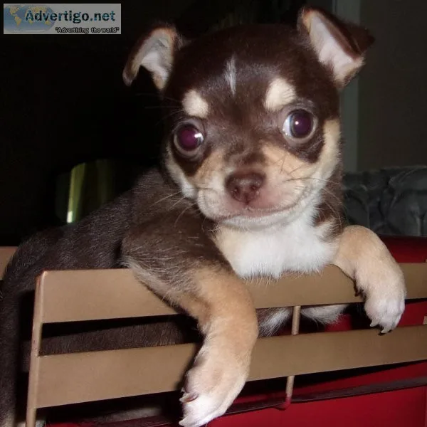 Noel Chihuahua