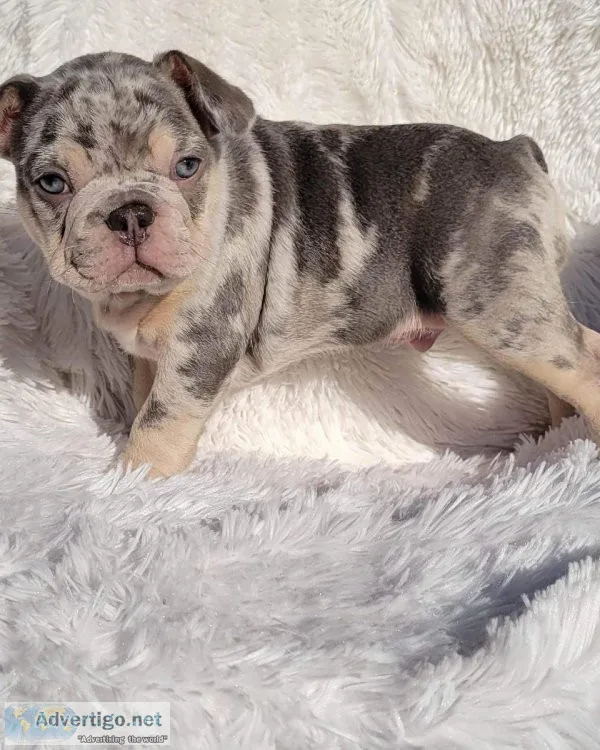 French Bulldog Puppies boys