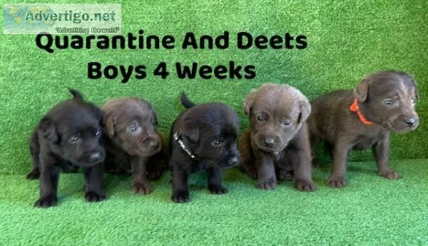Christmas Puppies AKC Labradors