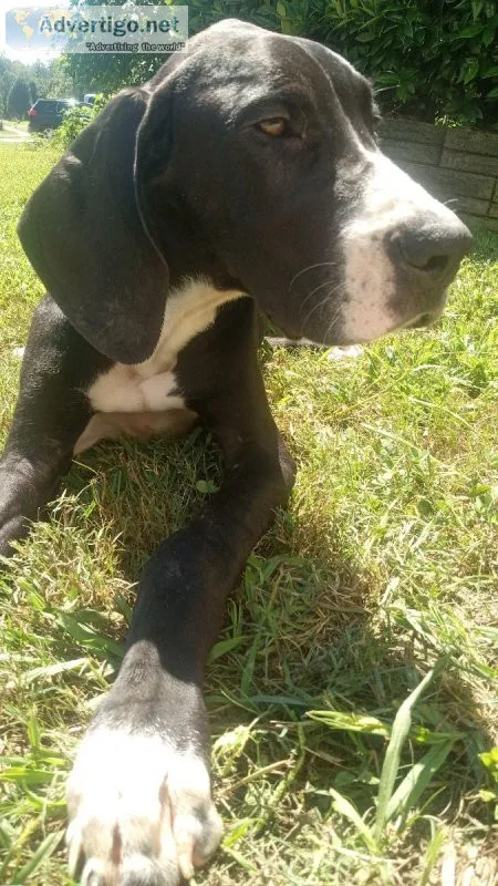 RARE Tuxedo mantle Great Dane - MALE