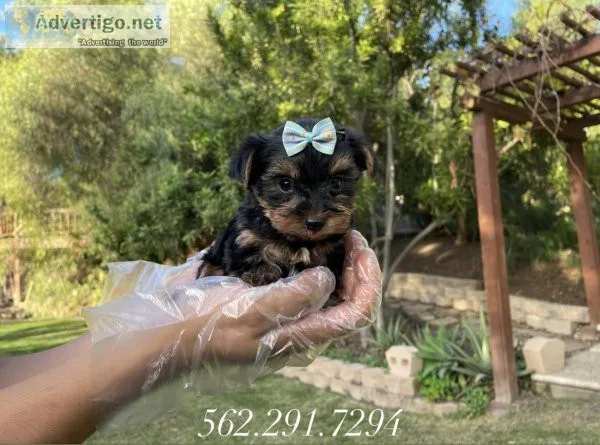 Yorkshire Terrier Puppies