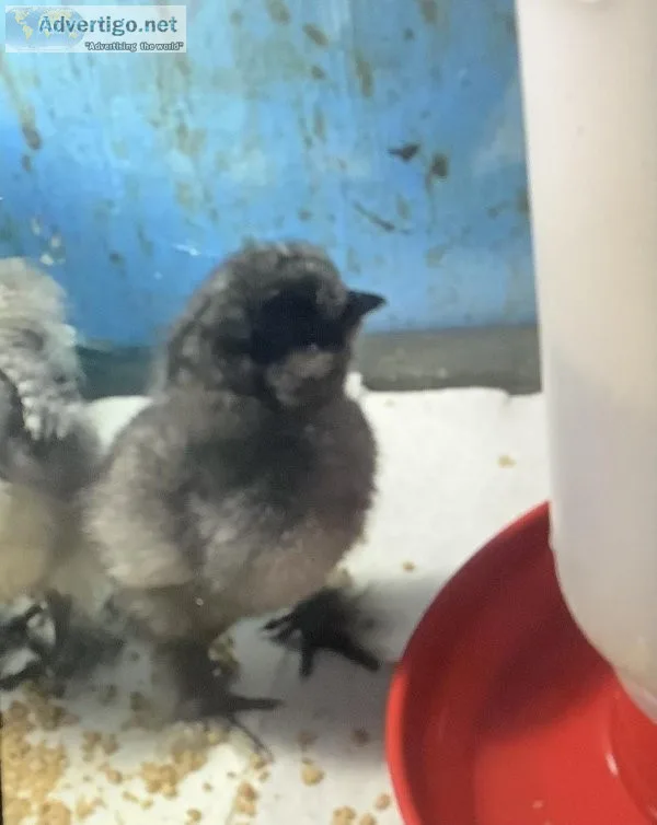 Purebred silkie chicks