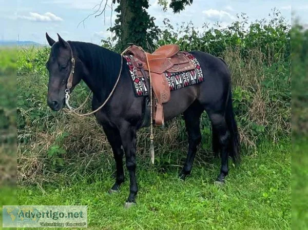 BLACK Gorgeous Head Horse Ranch Horse Gentle and AQHA Quarter Ho
