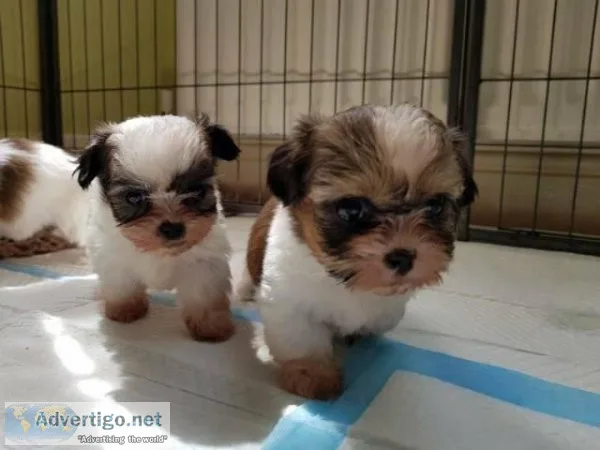 Healthy male and female Shih Tzu puppies .text 17193458293