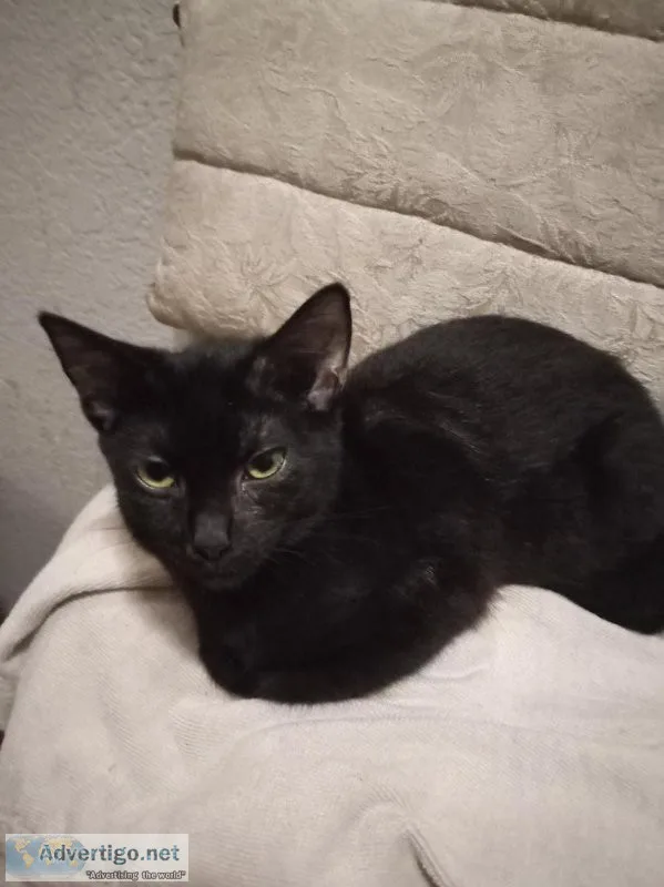 Free black kitten