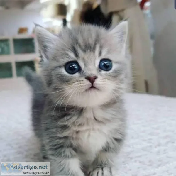 munchkin cats for sale