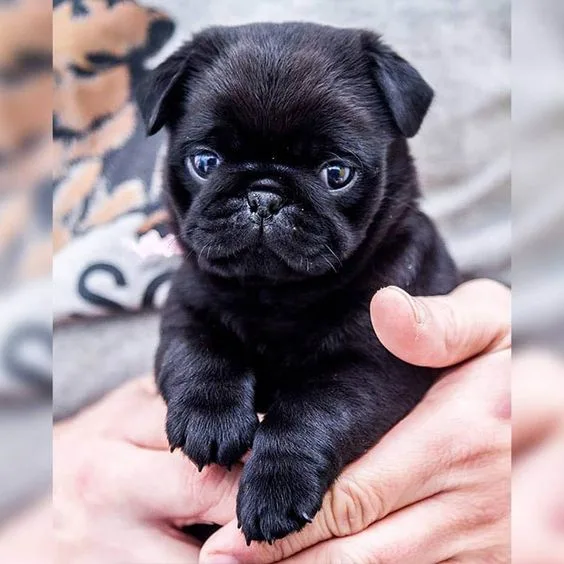 Cute pug puppies