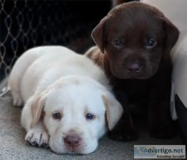 Registered Labrador Retriever Puppies for sale (717) x742-x5463