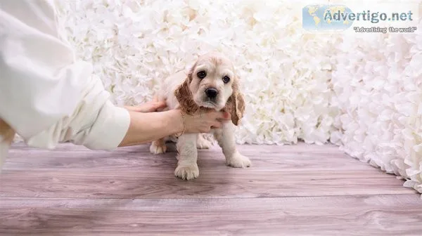 cocker spaniel