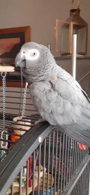 DNA Able African Grey parrot