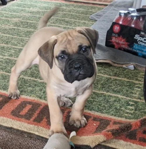BullMastiff puppies