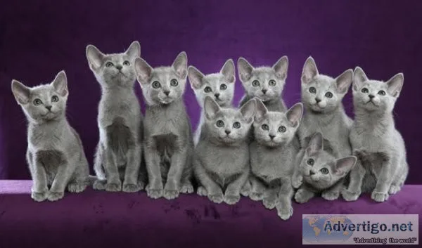 GERQYU HJIKTY Russian Blue kittens