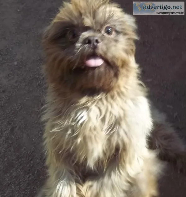 AKC Shihtzu Male Proven Breeder