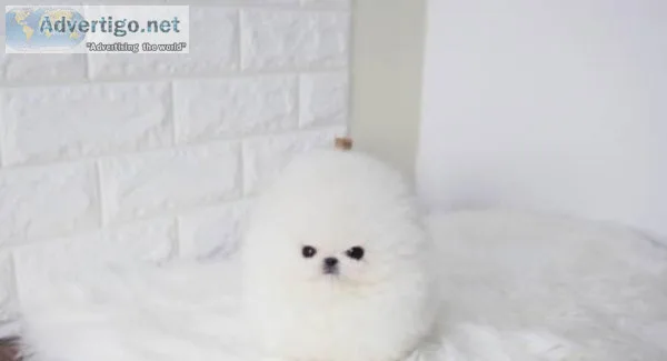 Healthy male and female Pomeranian puppies to offer good homes 1