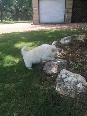 Chow Chow Puppies