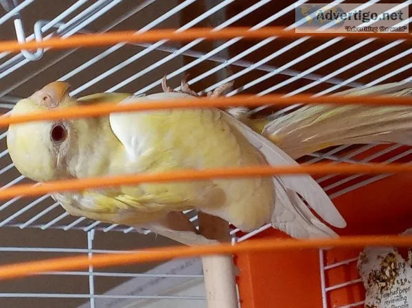 kakariki parrot