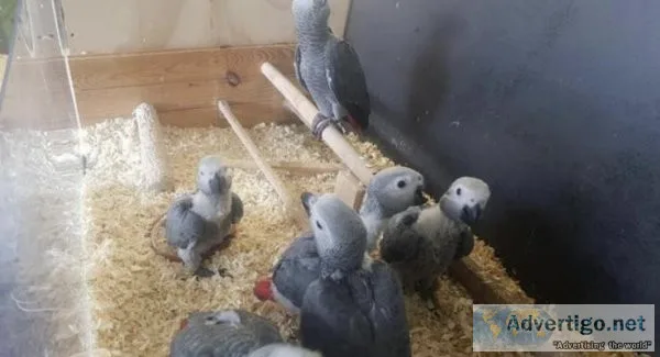 Top African Grey parrot