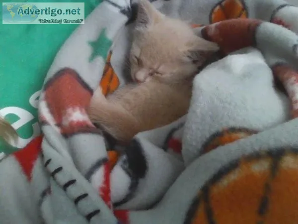 Kitten For Adoption