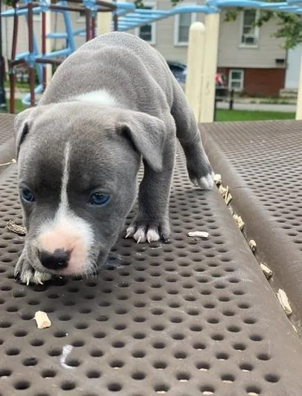 American pit bull terrier