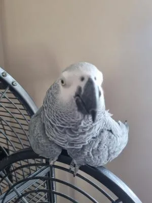 Top African Grey parrot available now