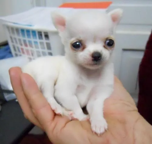 chihuahua Puppies