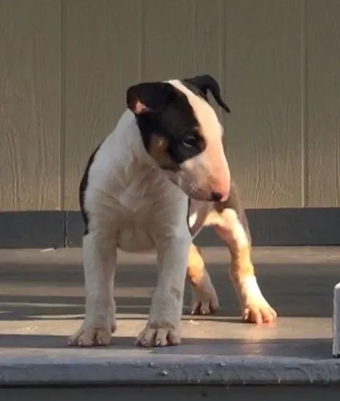 bull terrier puppies