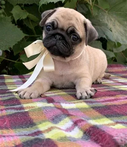 Pug puppies