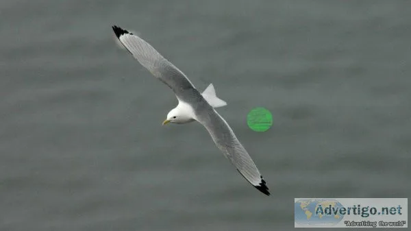 laser bird control device instead of pigeon net